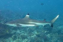 Image result for Carcharhinus melanopterus
