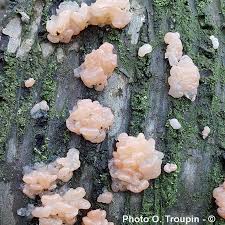 Attēlu rezultāti vaicājumam “Craterocolla cerasi”