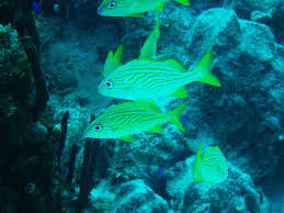 Image result for Haemulon flavolineatum