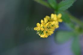 Attēlu rezultāti vaicājumam “Agrimonia pilosa flower”