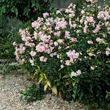 Attēlu rezultāti vaicājumam “Saponaria officinalis flower”