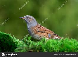 Attēlu rezultāti vaicājumam “Prunella modularis”