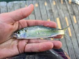 Image result for Alosa aestivalis