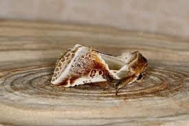 Attēlu rezultāti vaicājumam “Habrosyne pyritoides”