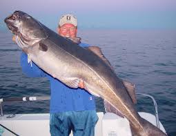 Image result for Pollachius pollachius