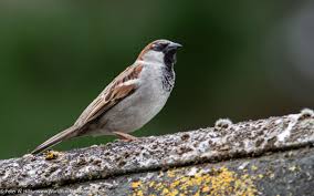 Attēlu rezultāti vaicājumam “Passer domesticus male”