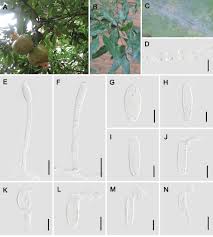 Attēlu rezultāti vaicājumam “Erysiphe galeopsidis”