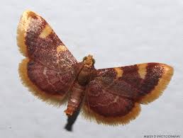 Attēlu rezultāti vaicājumam “Hypsopygia costalis”