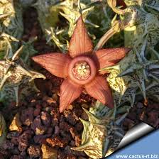 Attēlu rezultāti vaicājumam “Laurilia sulcata”