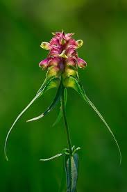 Attēlu rezultāti vaicājumam “Melampyrum cristatum”