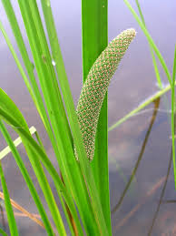 Attēlu rezultāti vaicājumam “Acorus calamus”