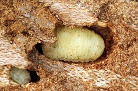 Attēlu rezultāti vaicājumam “Scolytus ratzeburgi”