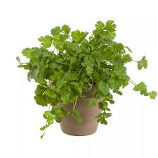 Image result for Koriander