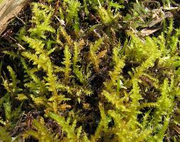 Attēlu rezultāti vaicājumam “Palustriella decipiens”