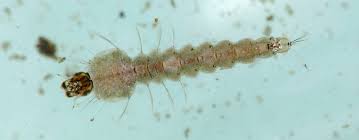 Attēlu rezultāti vaicājumam “Nematocera”