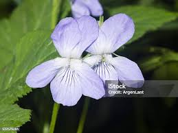 Attēlu rezultāti vaicājumam “Viola canina flower”