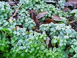 Attēlu rezultāti vaicājumam “Aubrieta deltoidea leaf”