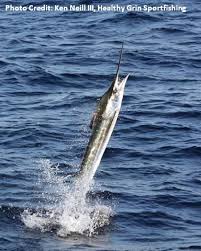 Image result for Kajikia albida