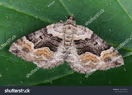 Attēlu rezultāti vaicājumam “Xanthorhoe quadrifasiata”