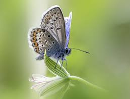 Attēlu rezultāti vaicājumam “Plebejus argus”