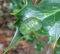 Attēlu rezultāti vaicājumam “Trichoptera egg mass”
