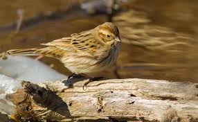 Attēlu rezultāti vaicājumam “Emberiza schoeniclus”