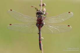 Attēlu rezultāti vaicājumam “Leucorrhinia rubicunda”