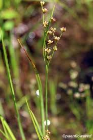 Attēlu rezultāti vaicājumam “Juncus alpinoarticulatus fruit”