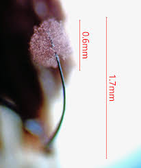 Attēlu rezultāti vaicājumam “Comatricha tenerrima macro”