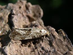 Attēlu rezultāti vaicājumam “Morophaga choragella”