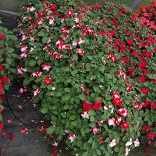 Image result for Impatiens walleriana
