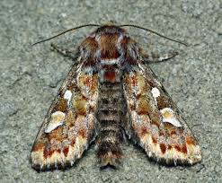 Attēlu rezultāti vaicājumam “Panolis flammea”