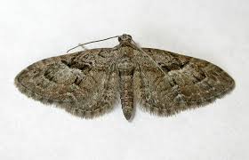 Attēlu rezultāti vaicājumam “Eupithecia pusillata”