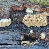 Attēlu rezultāti vaicājumam “Dianemataceae”