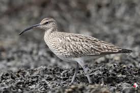 Attēlu rezultāti vaicājumam “Numenius phaeopus”