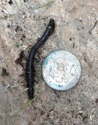 Attēlu rezultāti vaicājumam “Haemopis sanguisuga”