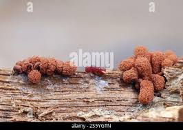 Attēlu rezultāti vaicājumam “Heterotrichia ferruginea (syn. Arcyria ferruginea)”