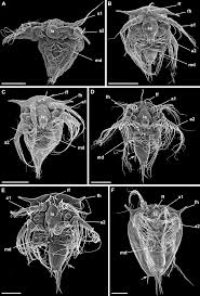 Attēlu rezultāti vaicājumam “Balanus improvisus”