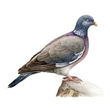 Image result for Columba palumbus