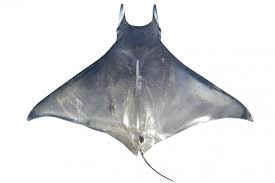 Image result for Mobula hypostoma