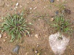 Attēlu rezultāti vaicājumam “Cyperus fuscus”