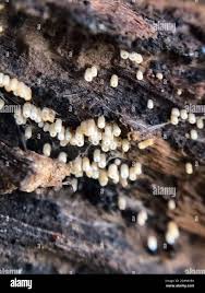 Attēlu rezultāti vaicājumam “Henningsomyces candidus”