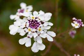 Image result for Iberis amara