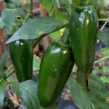 Afbeeldingsresultaat voor biker billy jalapeno hot pepper