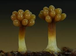 Attēlu rezultāti vaicājumam “Didymium serpula macro”