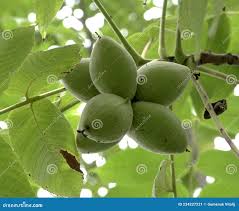 Attēlu rezultāti vaicājumam “Juglans mandshurica”