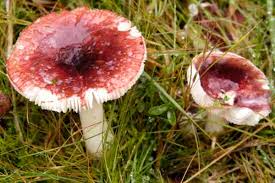 Attēlu rezultāti vaicājumam “Russulales”