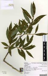 Attēlu rezultāti vaicājumam “Salix daphnoides subsp. acutifolia bud”