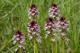 Attēlu rezultāti vaicājumam “Orchis ustulata”