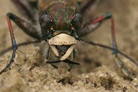 Attēlu rezultāti vaicājumam “Cicindela hybrida”